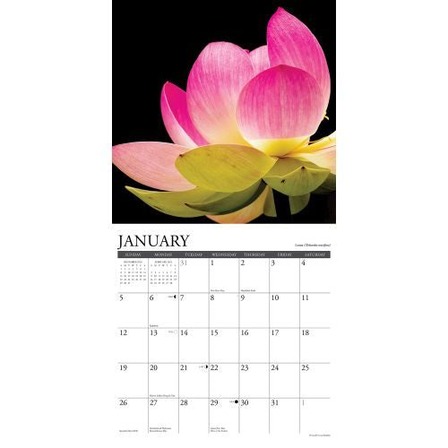 2025 Flowers Wall Calendar by  Willow Creek Press from Calendar Club