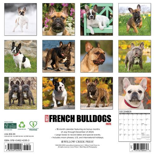 2025 French Bulldogs Wall Calendar by  Willow Creek Press from Calendar Club