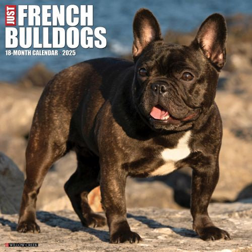 2025 French Bulldogs Wall Calendar by  Willow Creek Press from Calendar Club