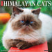 2025 Himalayan Cats Wall Calendar (Online Exclusive) by  Willow Creek Press from Calendar Club