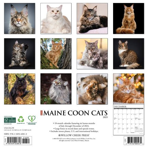 2025 Maine Coon Cats Wall Calendar by  Willow Creek Press from Calendar Club