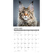 2025 Maine Coon Cats Wall Calendar by  Willow Creek Press from Calendar Club