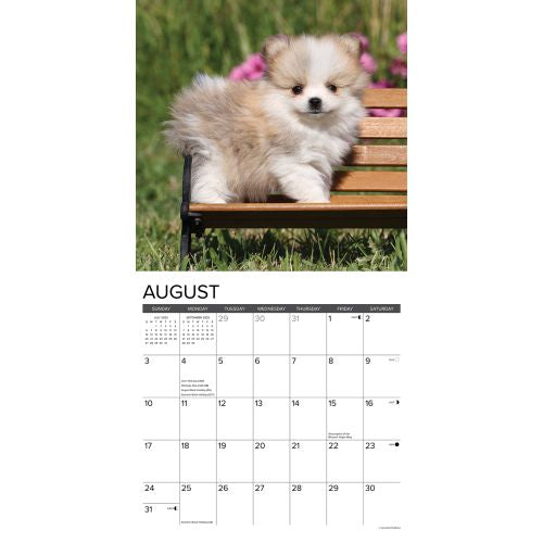 2025 Pomeranian Puppies Wall Calendar by  Willow Creek Press from Calendar Club