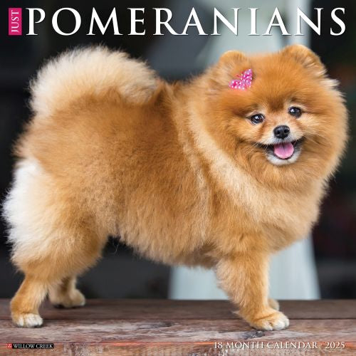 2025 Pomeranians Wall Calendar by  Willow Creek Press from Calendar Club