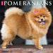 2025 Pomeranians Wall Calendar by  Willow Creek Press from Calendar Club