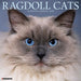 2025 Ragdoll Cats Wall Calendar by  Willow Creek Press from Calendar Club