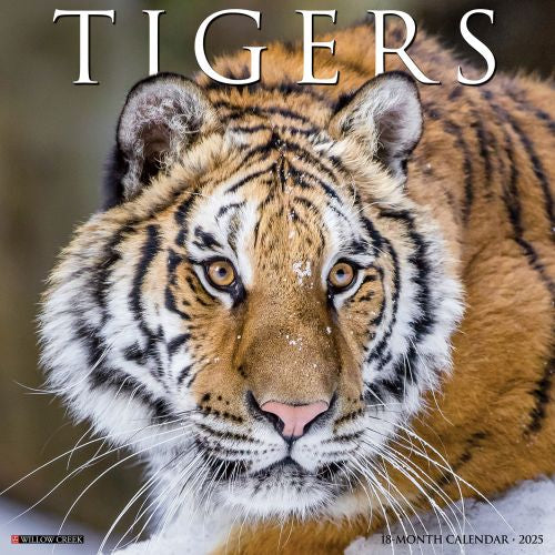 2025 Tigers Wall Calendar by  Willow Creek Press from Calendar Club