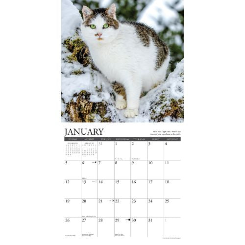 2025 What Cats Teach Us Wall Calendar