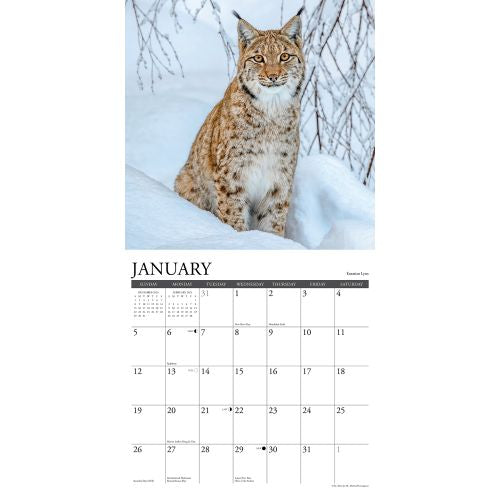 2025 Wildlife Wall Calendar by  Willow Creek Press from Calendar Club