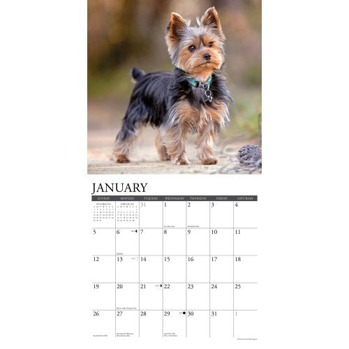 2025 Yorkies Wall Calendar by  Willow Creek Press from Calendar Club