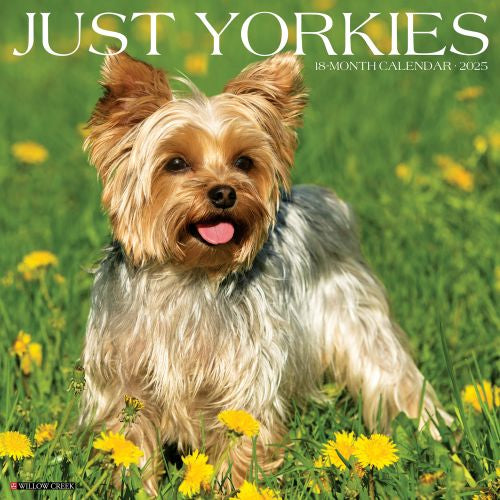 2025 Yorkies Wall Calendar by  Willow Creek Press from Calendar Club