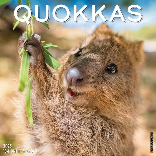 2025 Quokkas Wall Calendar by  Willow Creek Press from Calendar Club