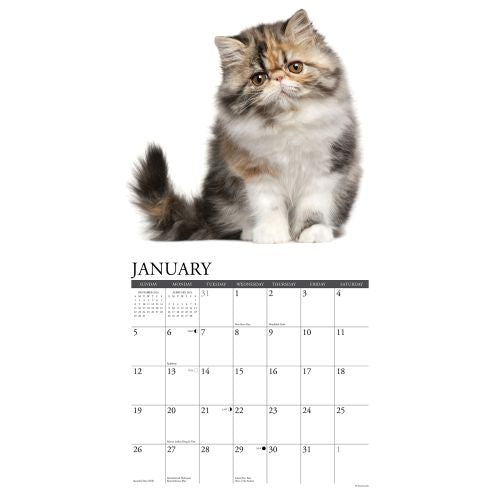 2025 Persians Wall Calendar (Online Exclusive)