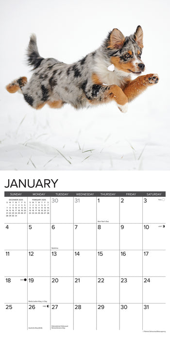 Australian Shepherds 2026 Square Wall Calendar