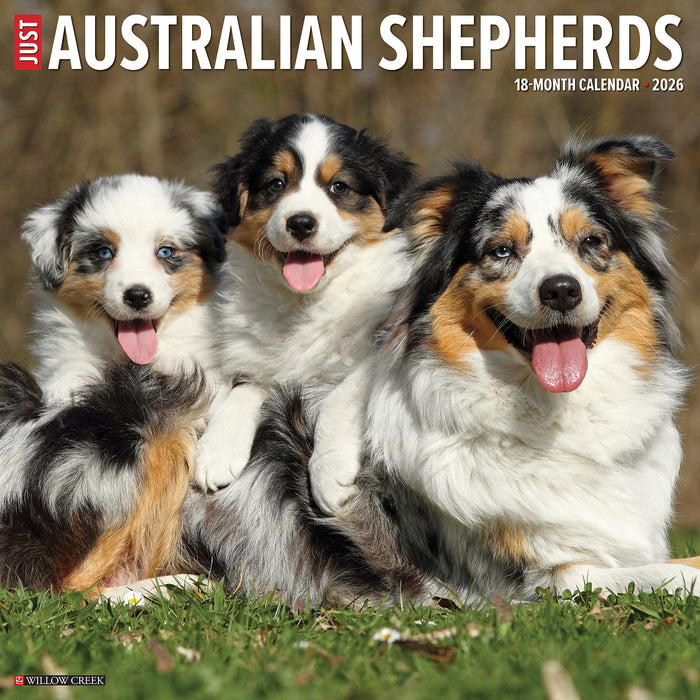 Australian Shepherds 2026 Square Wall Calendar