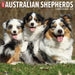 Australian Shepherds 2026 Square Wall Calendar