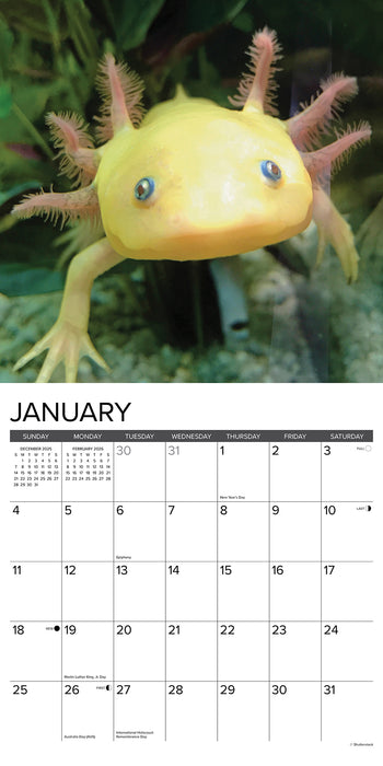 Axolotls 2026 Square Wall Calendar