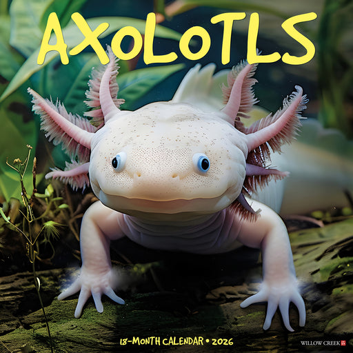 Axolotls 2026 Square Wall Calendar