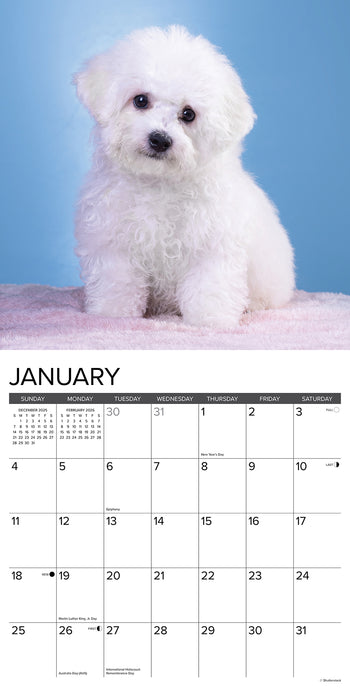 Bichon Frise Puppies 2026 Square Wall Calendar