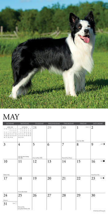 Border Collies 2026 Square Wall Calendar