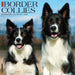 Border Collies 2026 Square Wall Calendar