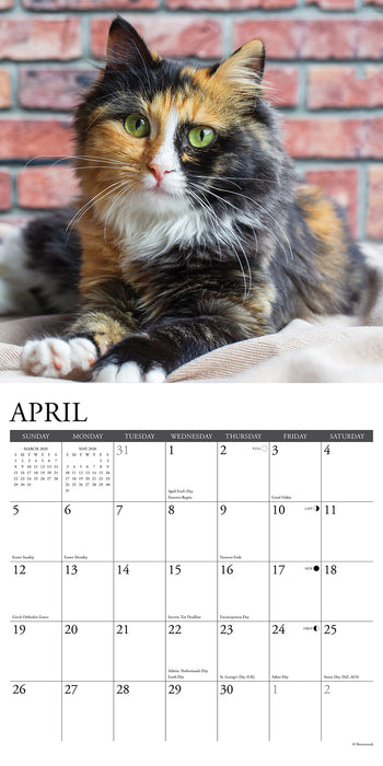 Calico Cats 2026 Square Wall Calendar