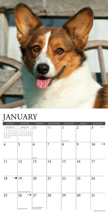 Corgis 2026 Square Wall Calendar