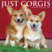 Corgis 2026 Square Wall Calendar