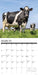 Cows 2026 Square Wall Calendar