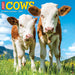 Cows 2026 Square Wall Calendar