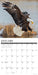 Eagles 2026 Square Wall Calendar (Online Exclusive)
