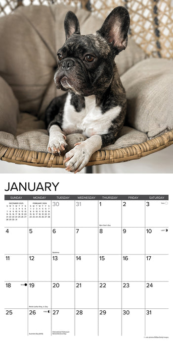 French Bulldogs 2026 Square Wall Calendar