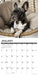 French Bulldogs 2026 Square Wall Calendar