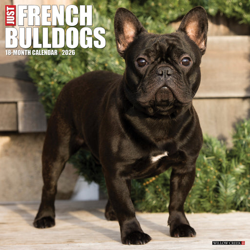 French Bulldogs 2026 Square Wall Calendar