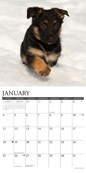 German Shepherd Puppies 2026 Square Wall Calendar