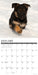 German Shepherd Puppies 2026 Square Wall Calendar