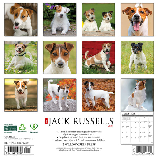 Jack Russells 2026 Square Wall Calendar