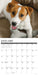 Jack Russells 2026 Square Wall Calendar