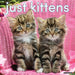 Kittens 2026 Square Wall Calendar