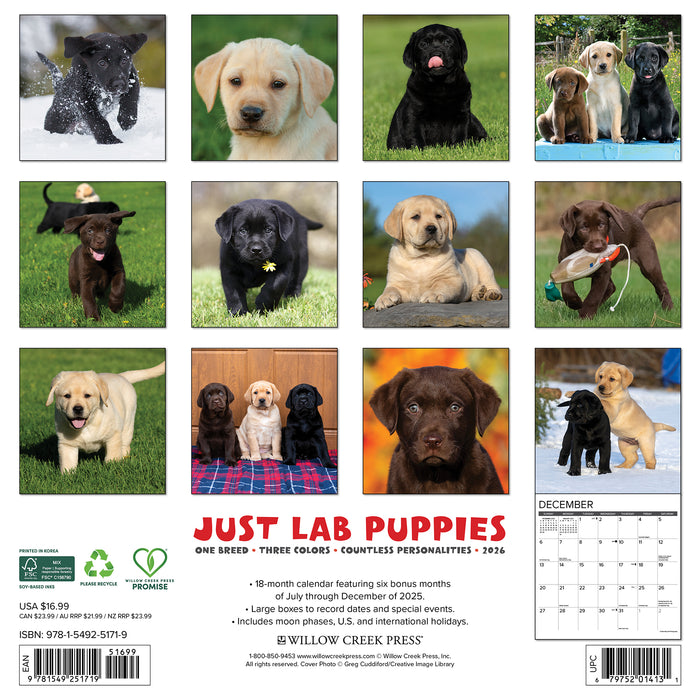 Lab Puppies 2026 Square Wall Calendar