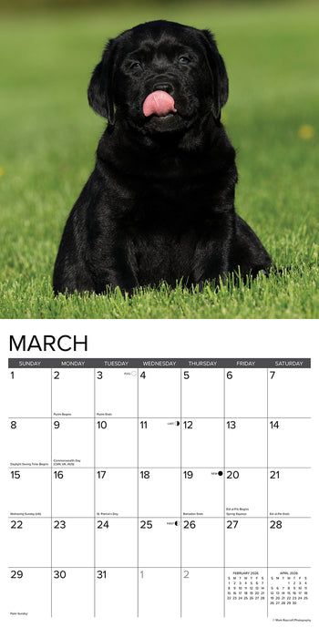 Lab Puppies 2026 Square Wall Calendar