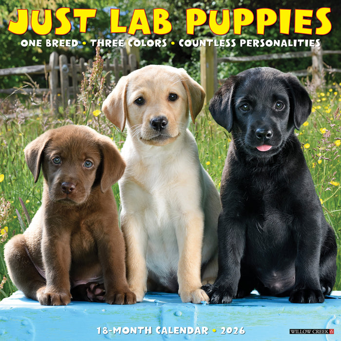 Lab Puppies 2026 Square Wall Calendar