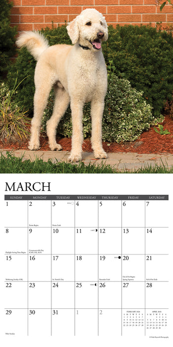 Labradoodles 2026 Square Wall Calendar