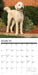 Labradoodles 2026 Square Wall Calendar