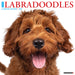 Labradoodles 2026 Square Wall Calendar