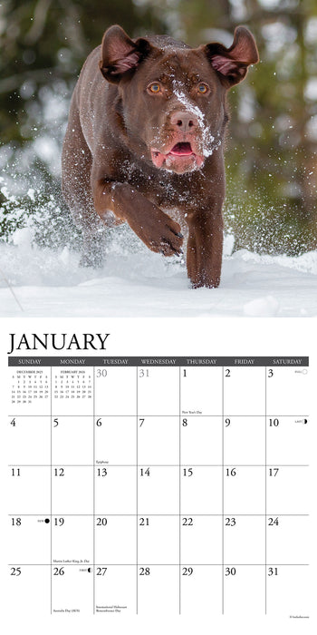 Labs 2026 Square Wall Calendar