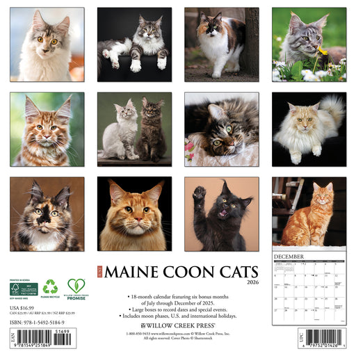 Maine Coon Cats 2026 Square Wall Calendar