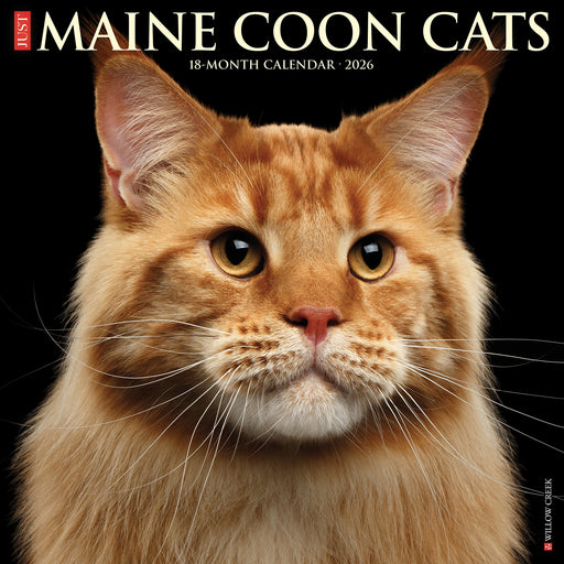 Maine Coon Cats 2026 Square Wall Calendar