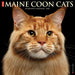 Maine Coon Cats 2026 Square Wall Calendar