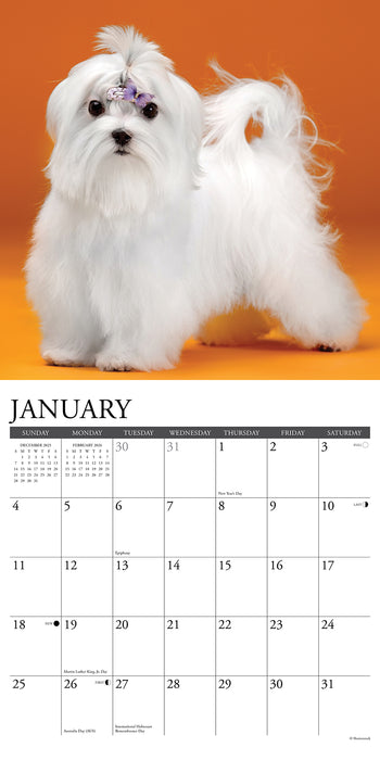 Maltese 2026 Square Wall Calendar
